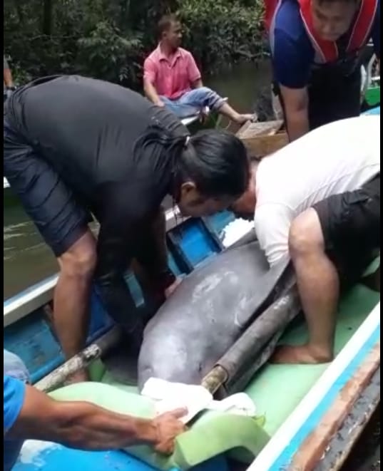 Lumba-lumba di Sungai Segati Riau Akhirnya Dievakuasi, Begini Penampakannya