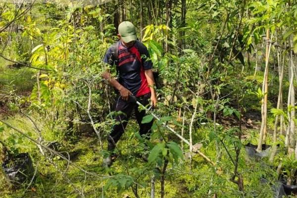 DLHK Pekanbaru Rutin Rawat Tanaman di Pembibitan